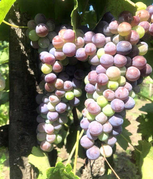 Benanti vini etna