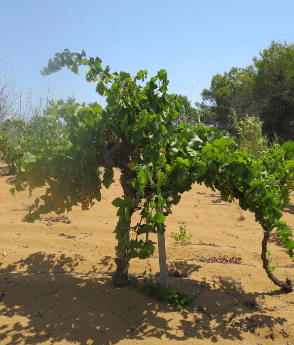 Nino Barraco - Vini naturali siciliani