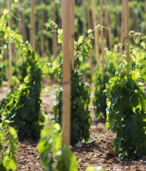 Manenti Vini naturali