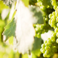 Vini Bianchi per l’estate